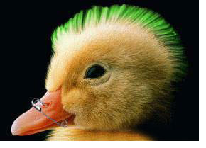 c le canard funky